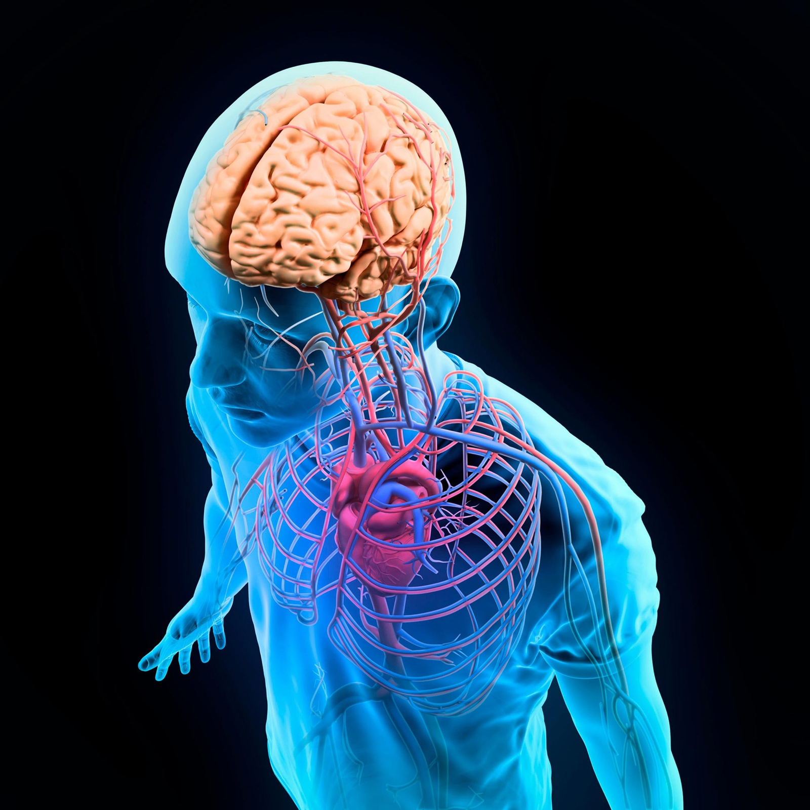 How a beating heart may affect the circuits in the brain that make