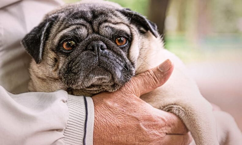 Teacup Pug Puppies