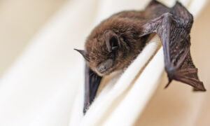 Bat Removal